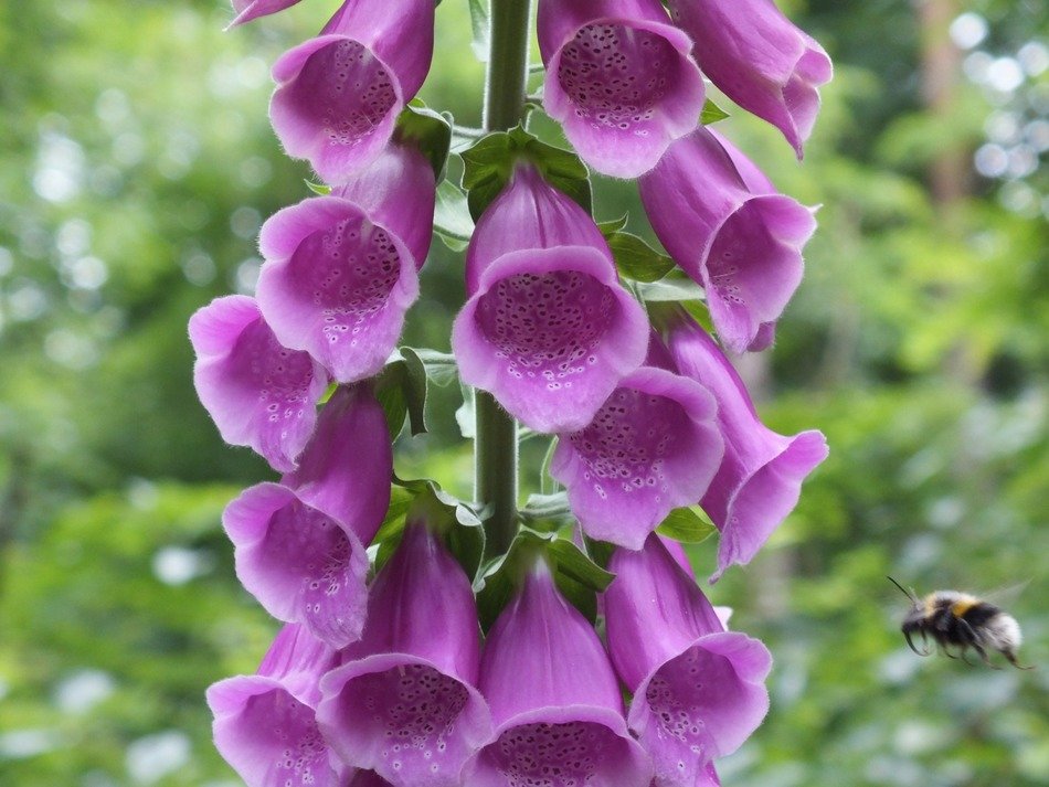 common foxglove thimble