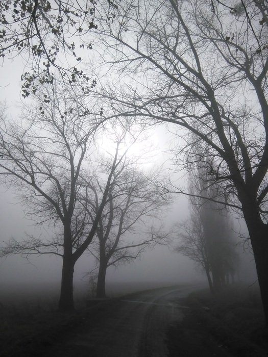 trees in the fog in autumn time