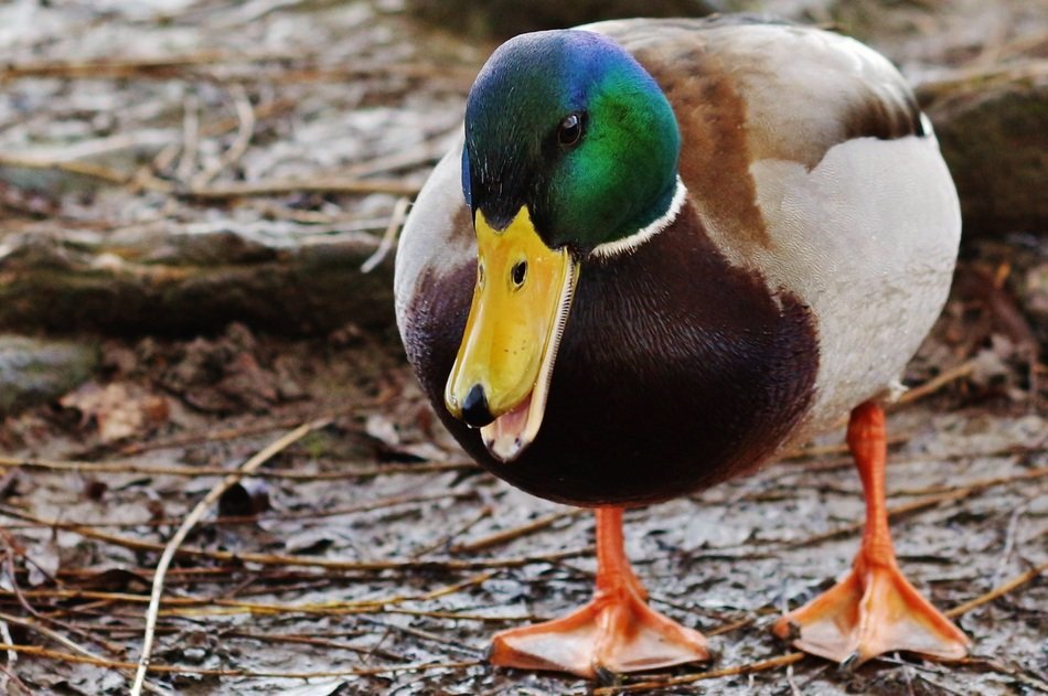 colorful mallard duck wildlife portrait