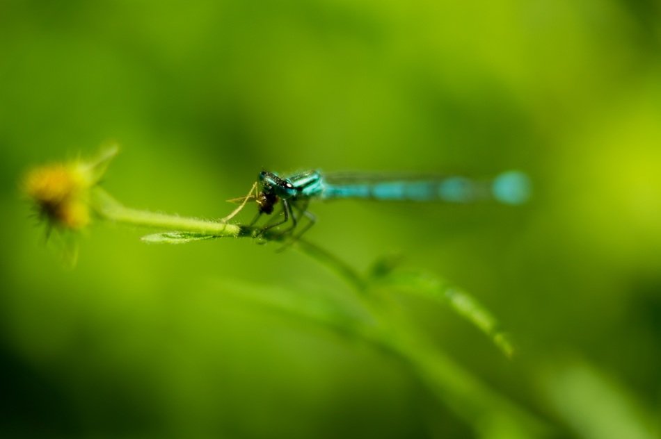 bright thin dragonfly on a twig