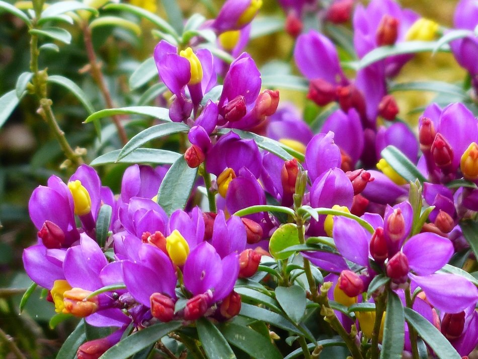 Purple flowers Polygala