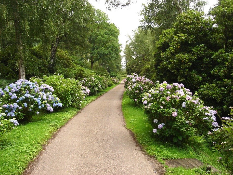 road along the hydrangeas in a beautiful park in Norfolk