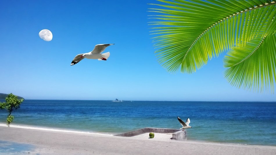 flight of seagulls over the beach