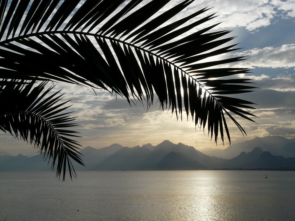 palm leaves on a background of foggy ocean