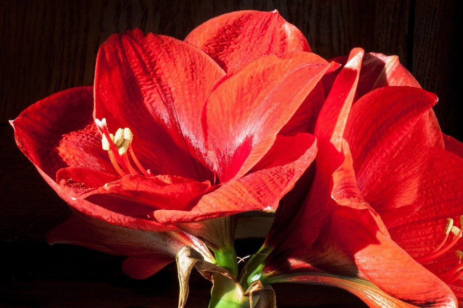Amaryllis in the sunlight