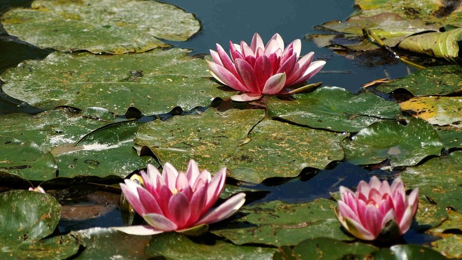 beautiful and delightfu pinkl water lilies