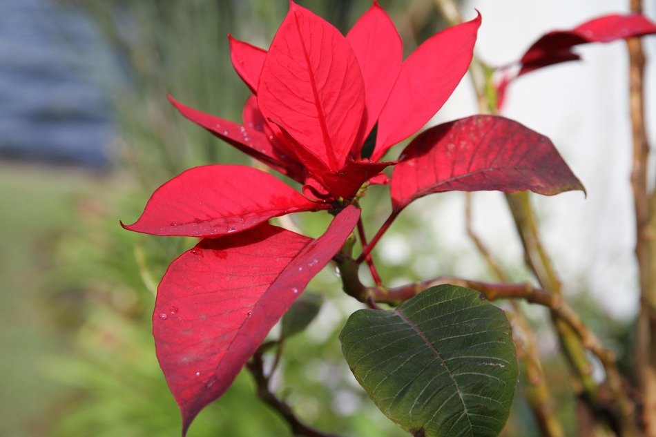 christmas star close-up on blurred background