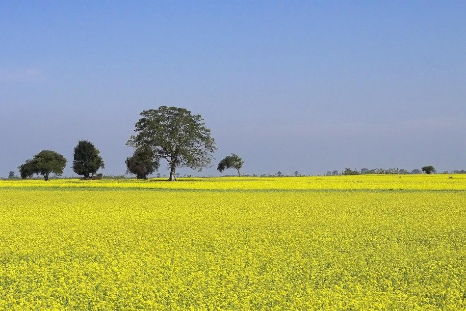 agricultural field of mustard