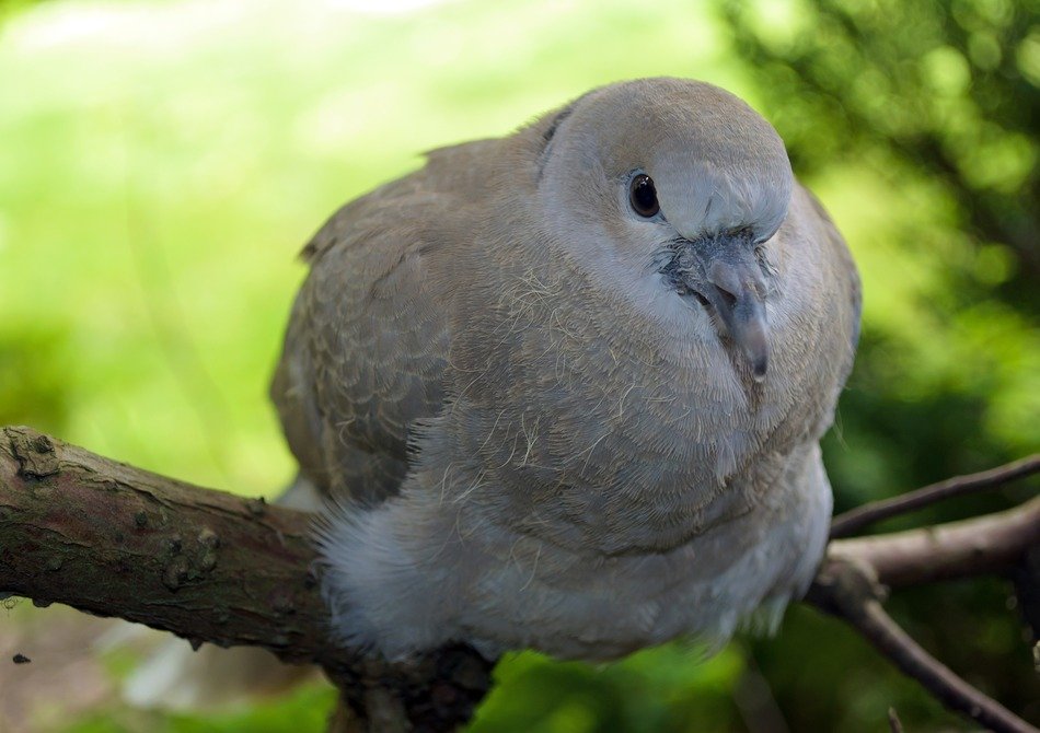 grey dove perched branch