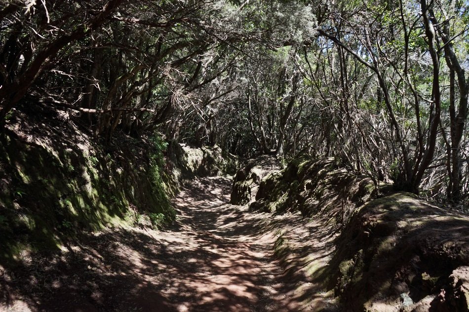 trail path on Tenerife