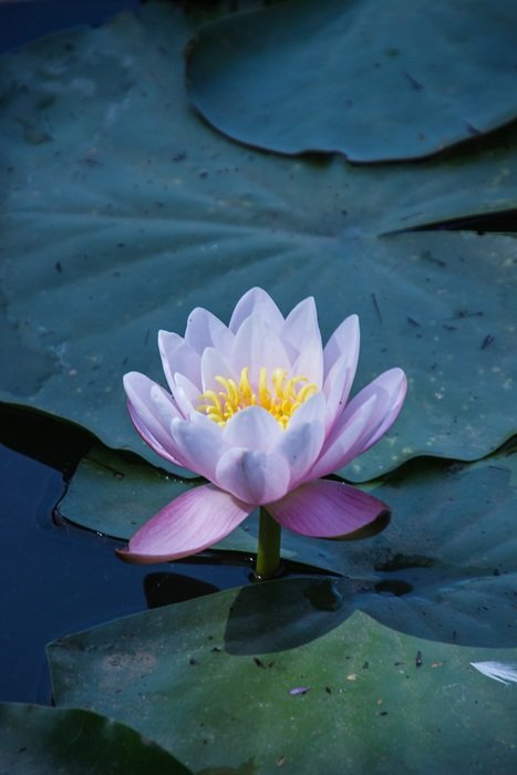 water lily flower in the pond