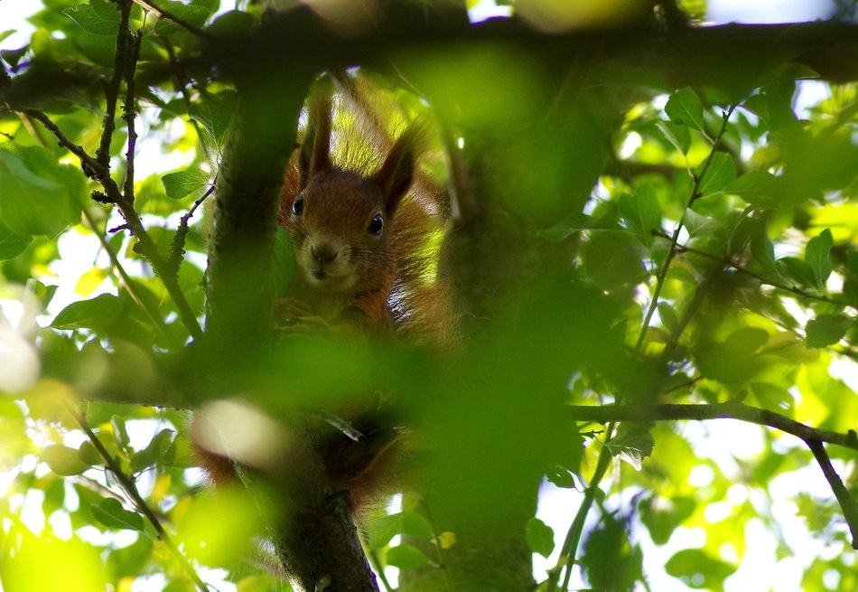 squirrel in the bushes