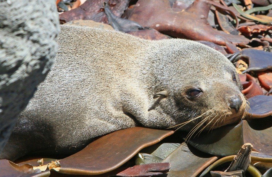 fur seal lies near the stone