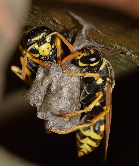 black-yellow striped insects closeup