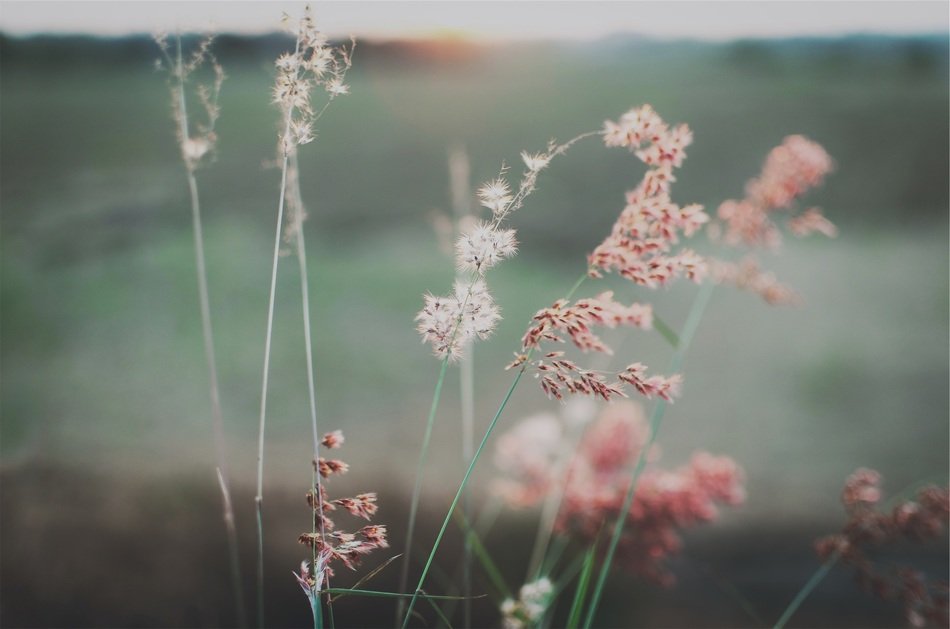 flowers on the field in the evening haze