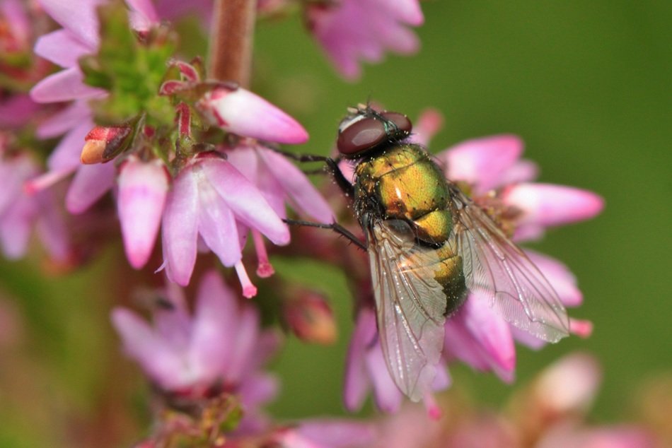 fly on a blooming pink flower