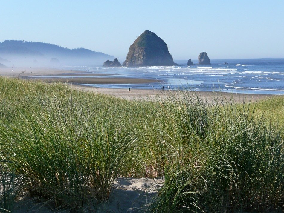coast with green grass in the morning