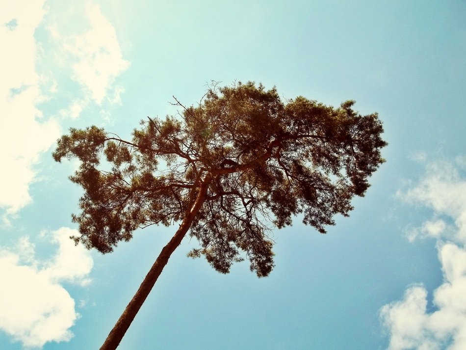 Beautiful pine tree