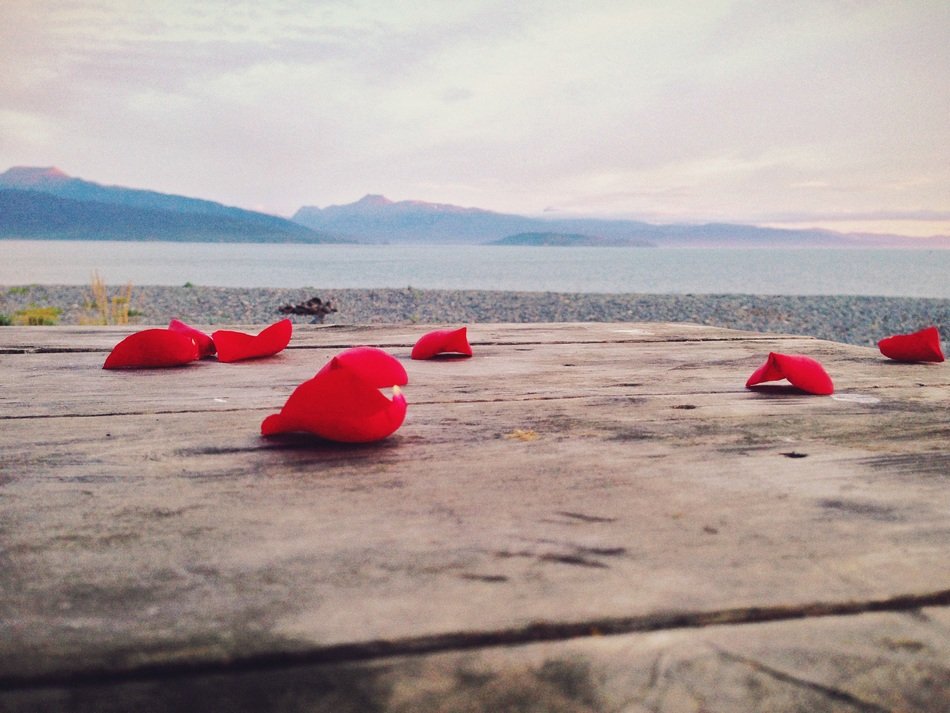 red rose petals on piere in view of lake and mountains