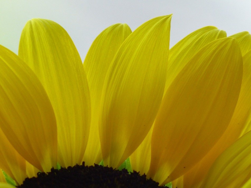 part of yellow sun flower