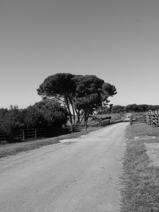 black and white photo of a country road in the countryside