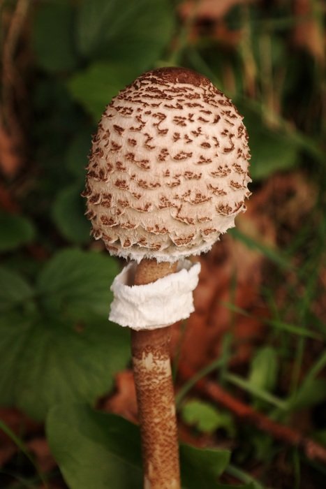 lepiota mushroom
