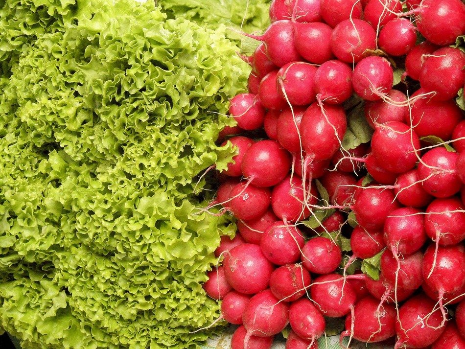 radishes and lettuce