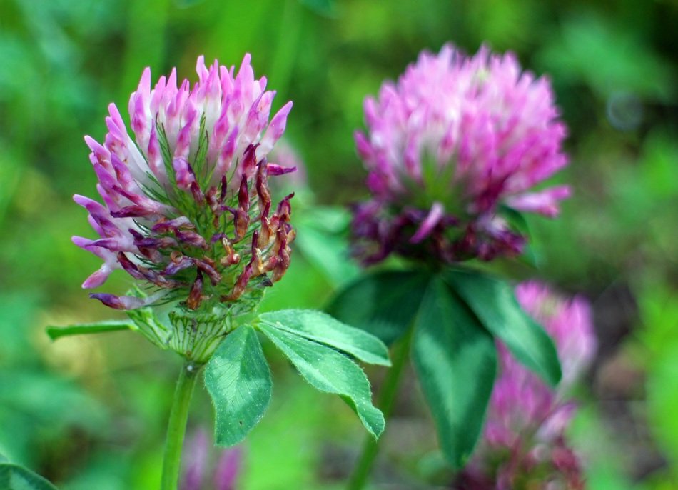 red clover klee