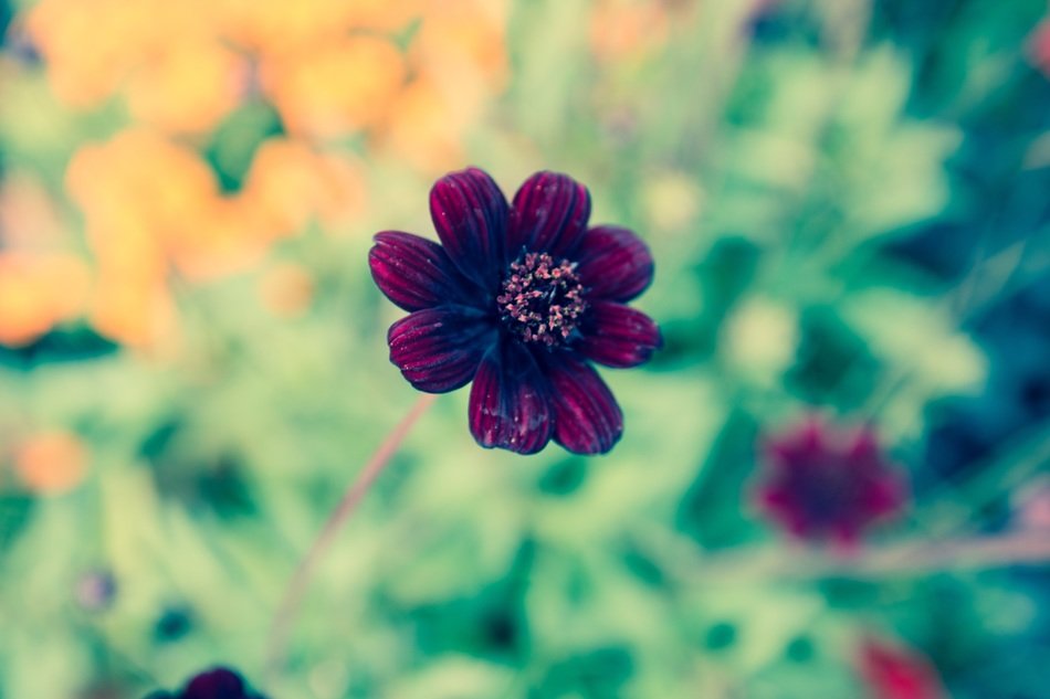 purple flower in garden in mainau