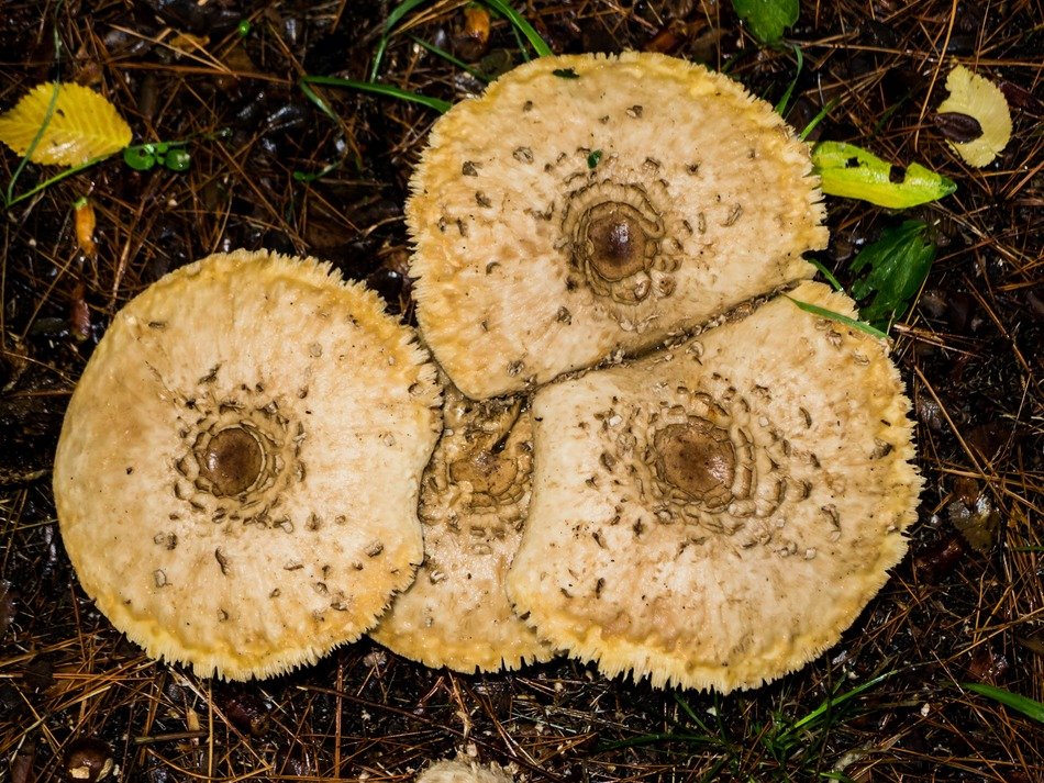 cluster of non edible fungi