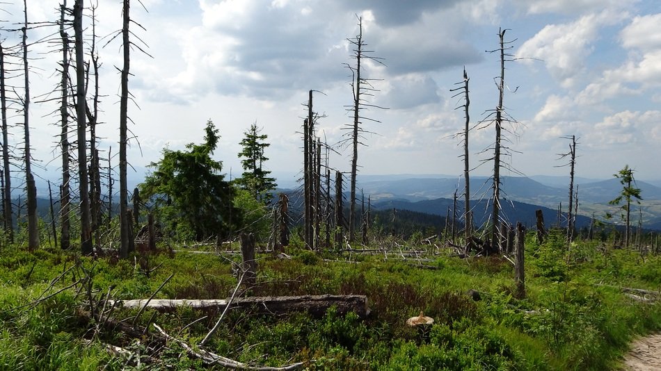 distant view of the mountain turbacz