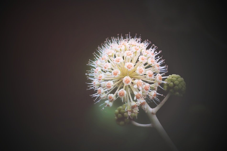 Macro photo of the pink and white flower