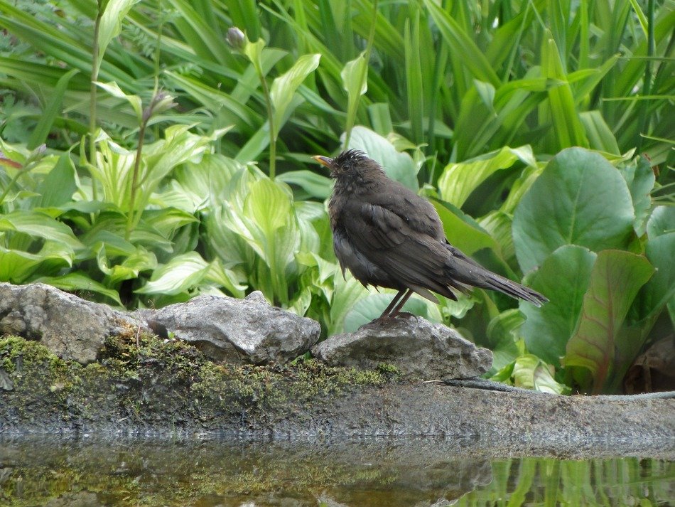 very beautiful blackbird