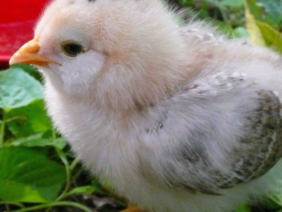 baby chicken on on green