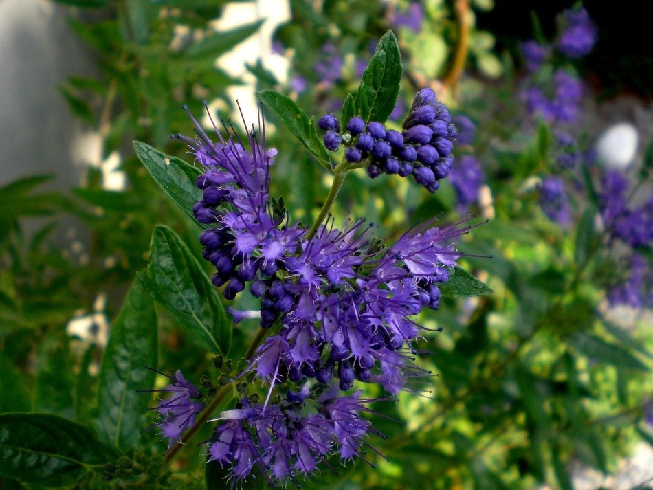 Bluebeard, Caryopteris flowers in bloom
