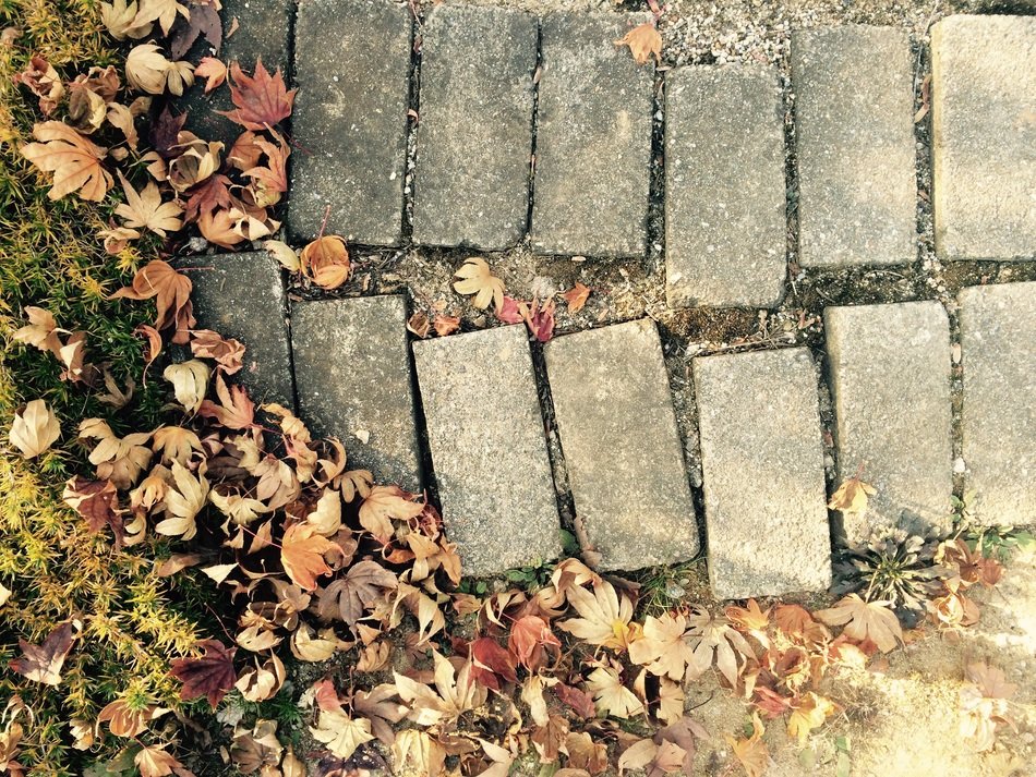 autumn leaves on the stone path