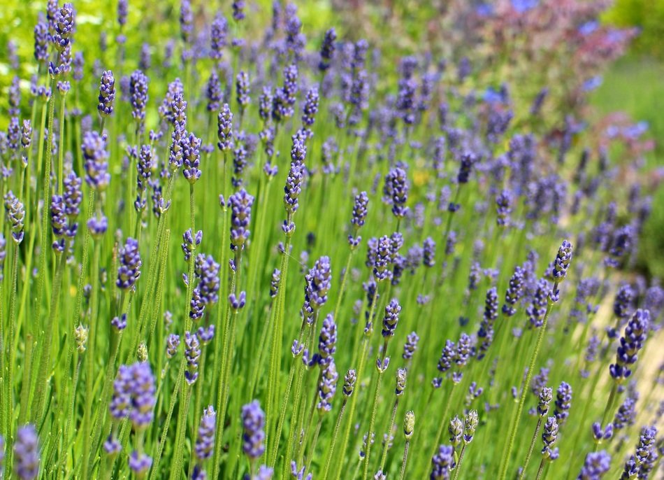 lavender blossoms