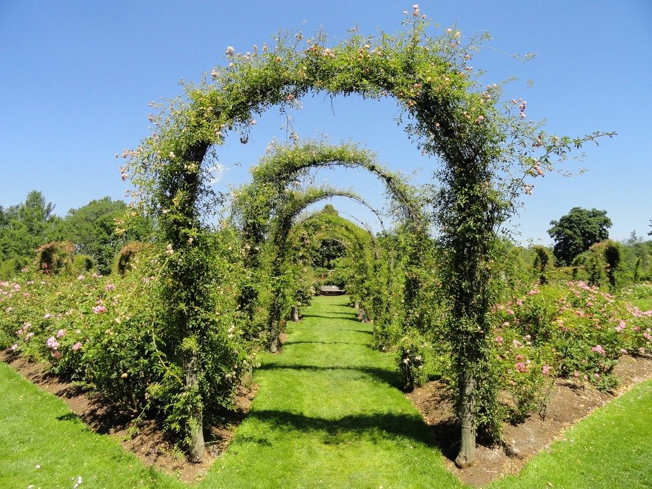 spring nature with arched plants, Hartford