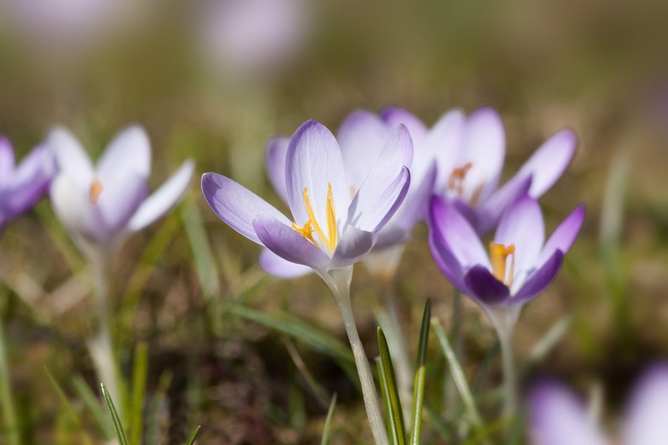 Spring crocuses close-up