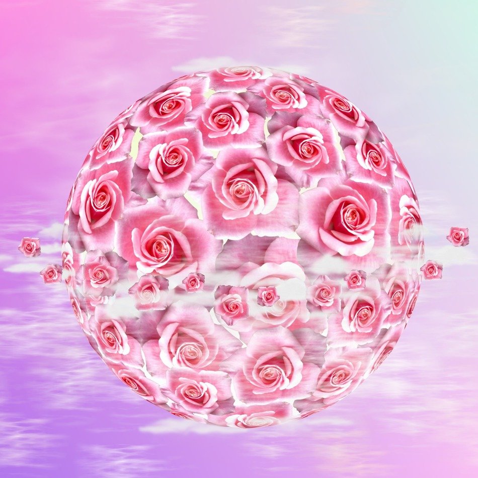 ball of roses on a pink background