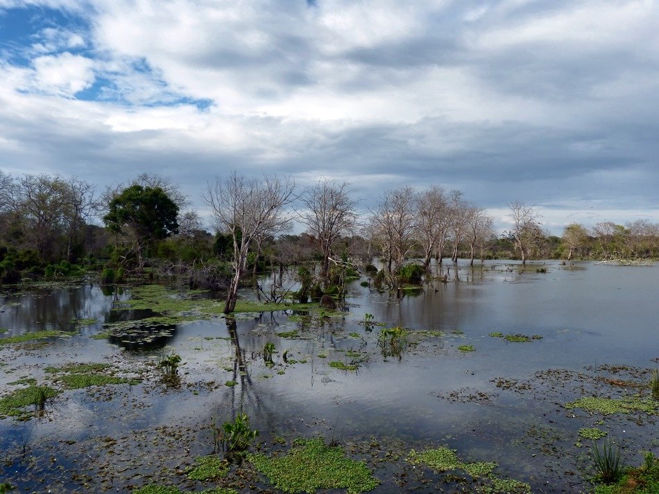Beautiful swamp among the trees in the countryside in Sri Lanka