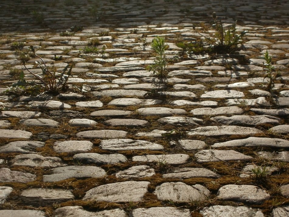 landscape of goldenrod growing through cobblestones