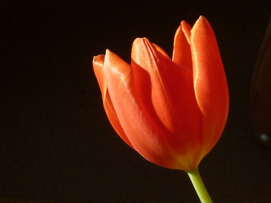 red tulip at dark background