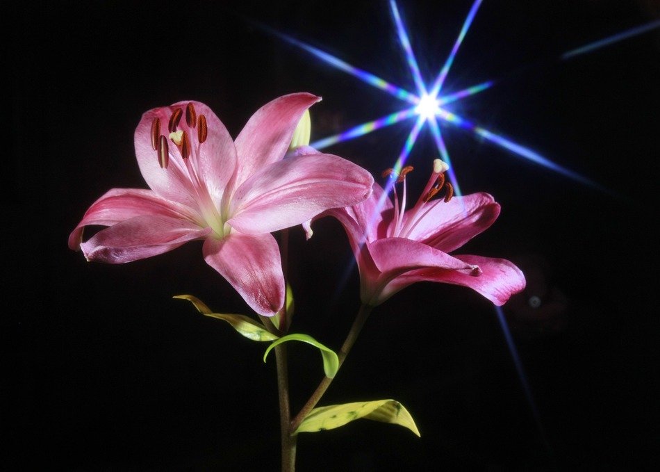 lily flower pink star light