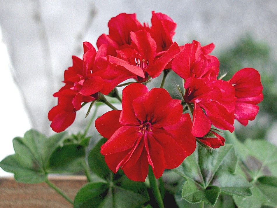 picture of the red flowers