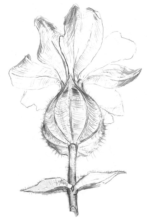 silhouette of the flower plant