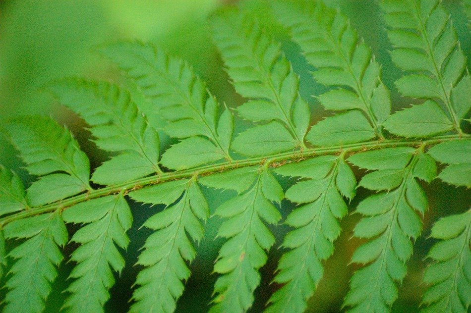 fern in the forest close up