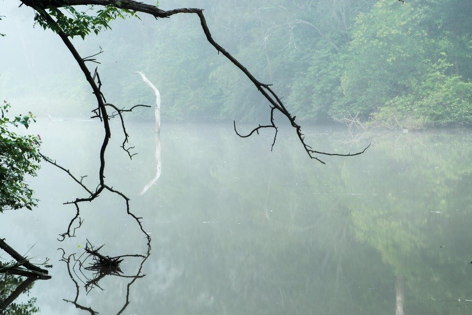 Twigs of a tree against the backdrop of the river in Sydney
