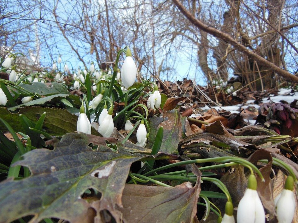 harbingers of spring in the leaves close-up