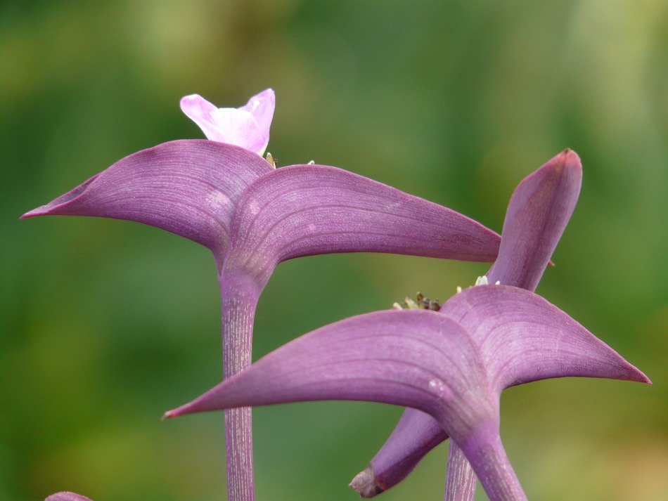 very beautiful mexican flowers